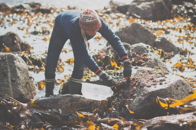 CornishSeaweed's tweet photo. Scaling cliffs and scouring rocks, our hand harvested #seaweed will always  be #sustainable https://t.co/Lqrx0kCPWP https://t.co/d84ViEe1IS