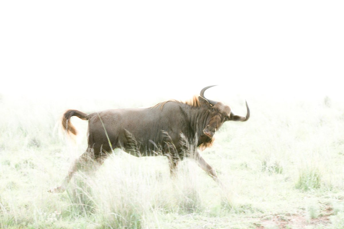 #Beautiful #Wildlife #Canvas #Photography. Order yours today and see more here: ownspace.co.za/vendors/vr-pho…