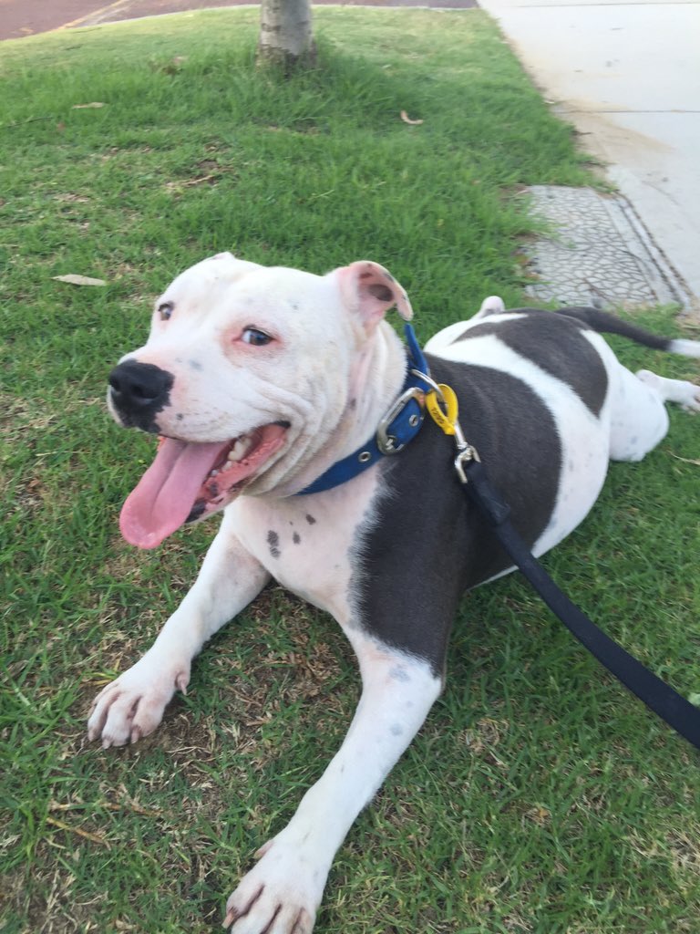 PerthDevSites's tweet image. Sometimes you just have to smile #Hudson #lifeisagift #Perth #tweetperth #weekend #summer