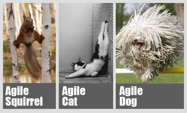 AgileXConsult's tweet image. #AgileHumour #AgileCat #AllThingsAgile #HappyFriday