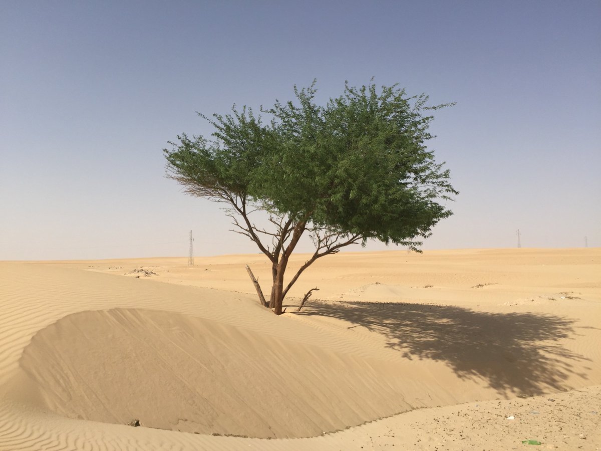 شجرة الصحراء