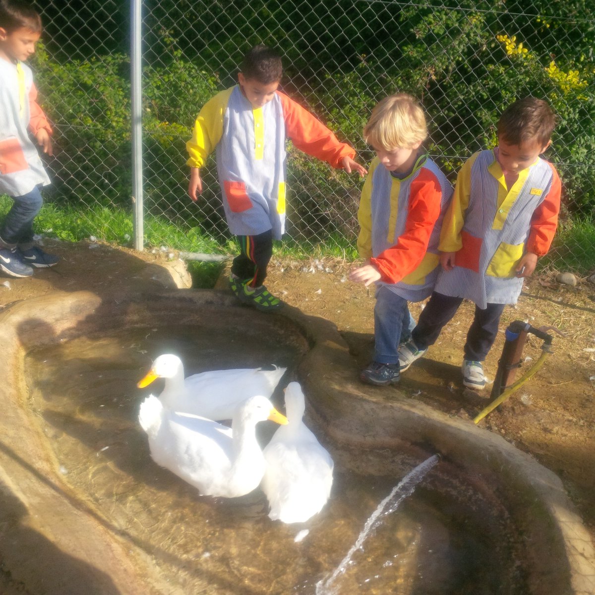 cscostapau's tweet photo. Al Bosc de la Pabordia canviem l'aigua de la bassa, netegem la granja i donem menjar als ànecs #xqsocials https://t.co/7CaNkGxqPS