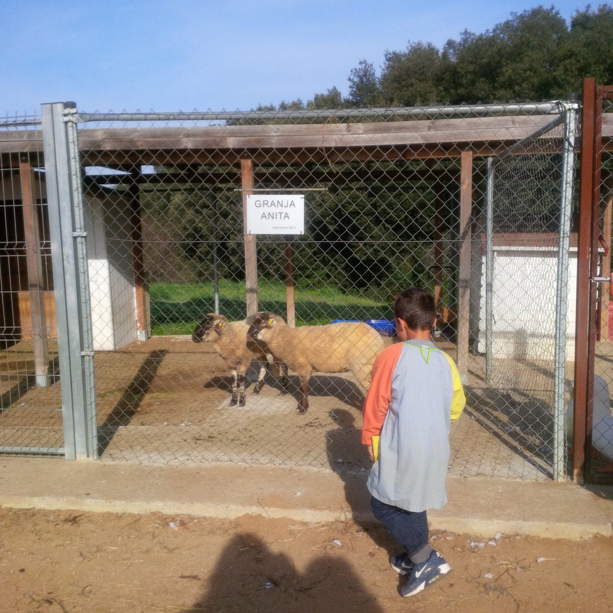 cscostapau's tweet photo. Aquesta setmana els nens i nenes de 1r del Bosc de la Pabordia són encarregats de donar menjar els xais #xqsocials https://t.co/80PTedLHDI
