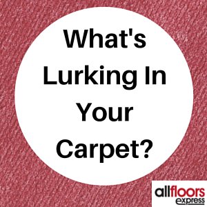 AllFloorsExpres's tweet photo. What’s Lurking In Your Carpets? https://t.co/j1Epa0J4yB https://t.co/R2sb2zQt94