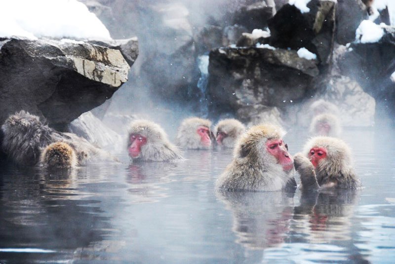 Japanse makaakjes warmen zich lekker op in een warmwaterbron - genieten!