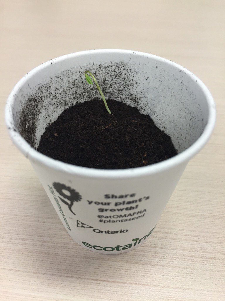 chungar23's tweet photo. My Brown Eyed Susan from the #RAWF2015 is growing! #plantaseed @atOMAFRA https://t.co/euIOz2ckZ4