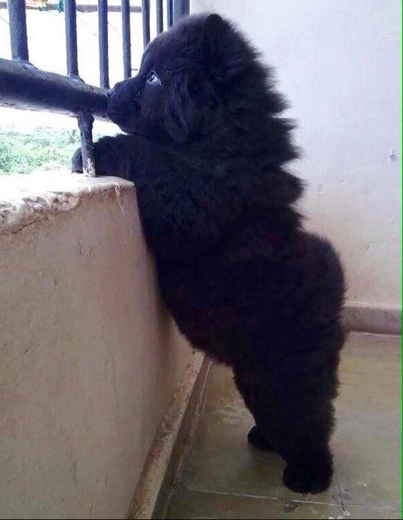 tumbIerposts's tweet photo. This is a dog not a bear.... I WANT IT https://t.co/Say0Oi4VbW