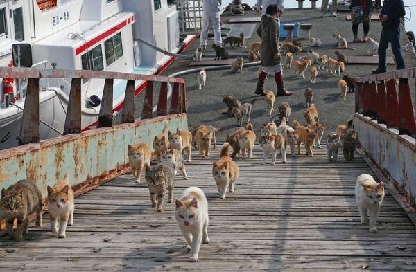 MaricelSaball's tweet photo. Univers...comença't a alinear...vull anar a Tashirojima! No tinc presa, però que no se'ns escapi. #desitg #CatIsland https://t.co/UuVWskwQhh
