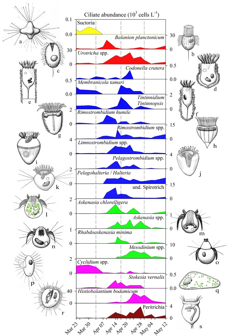 FrontiersIn's tweet photo. #AssociationNetworks of #ciliates &amp; phytoplankton over spring succession https://t.co/L98uTDxzI3 @FrontMicrobiol https://t.co/Wr2Pvc8GYg