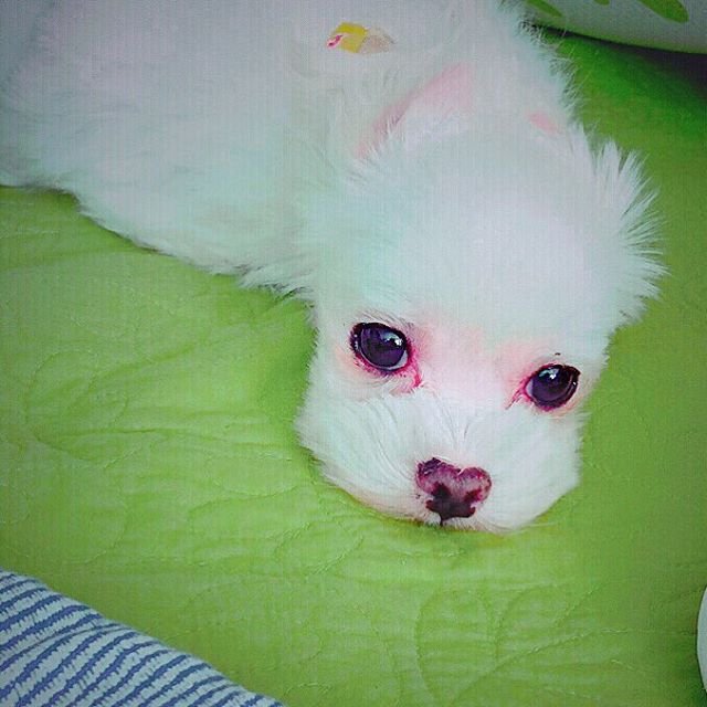 T_ARAPETS's tweet photo. IG - #Boram #Mingming
#밍밍아 아프지마 
#밍밍아 미안해 얼마나 많이 아팠을까........."

Get well soon Mingming 😦😦😦🙏🙏🙏 https://t.co/9JkwekXOJZ