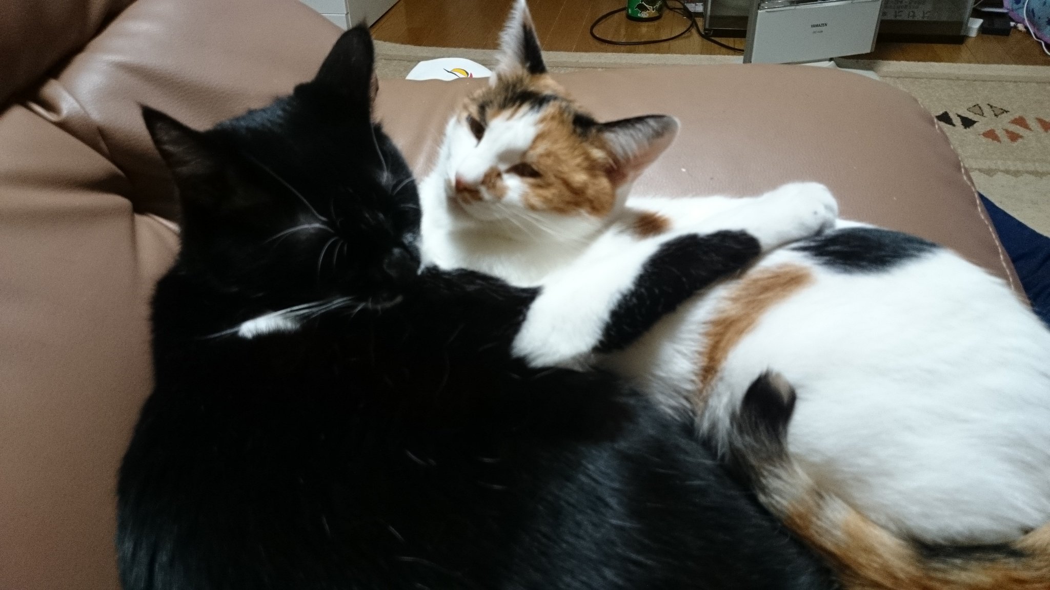 yuzuねこ Yuzu (@yuzu_meow) / X
