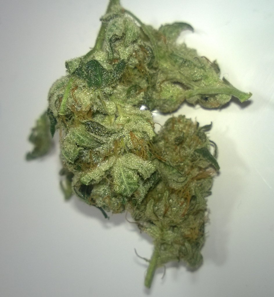 ThisMyJungle's tweet photo. #GorillaGlue4 🔥🔥 #LetsGetIt #StrongFr 💪 @MJTendersociety @SkyHighSociety @HIGH_TIMES_Mag https://t.co/UEFotbu6Pr