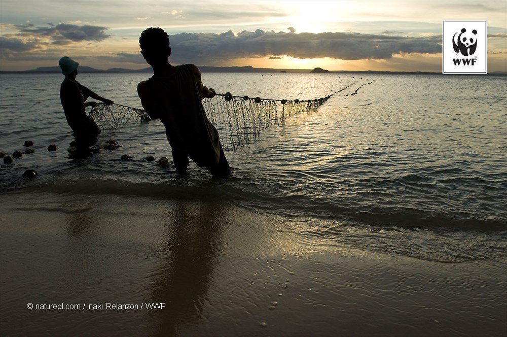 WWFespana's tweet photo. Hoy es #WorldFisheriesDay, un día para homenajear a quienes pescan de forma responsable y sostenible #EYD2015 https://t.co/tS4TVLiQZ2
