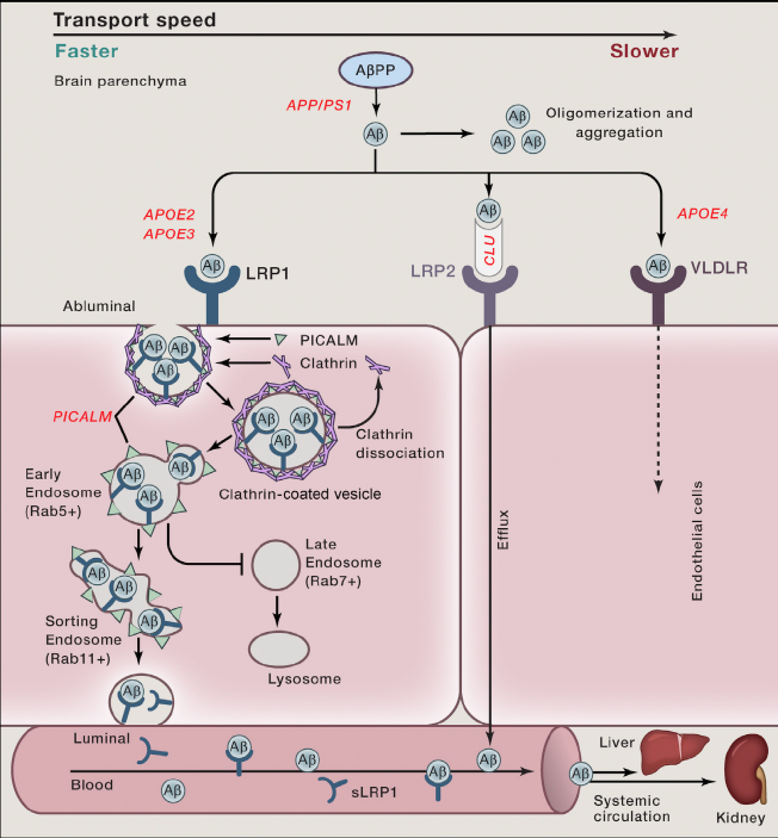 EricTopol's tweet photo. A tour-de-force review on the blood #brain barrier https://t.co/FtGMyjGRex
#Alzheimers @CellCellPress https://t.co/MYnBB7b2xu