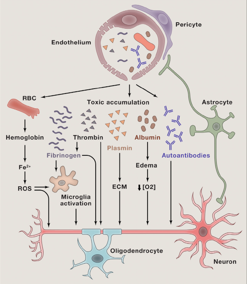 EricTopol's tweet photo. A tour-de-force review on the blood #brain barrier https://t.co/FtGMyjGRex
#Alzheimers @CellCellPress https://t.co/MYnBB7b2xu