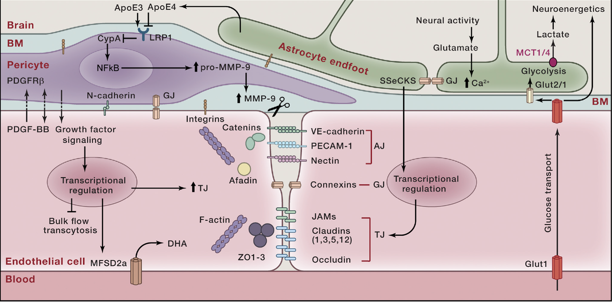EricTopol's tweet photo. A tour-de-force review on the blood #brain barrier https://t.co/FtGMyjGRex
#Alzheimers @CellCellPress https://t.co/MYnBB7b2xu