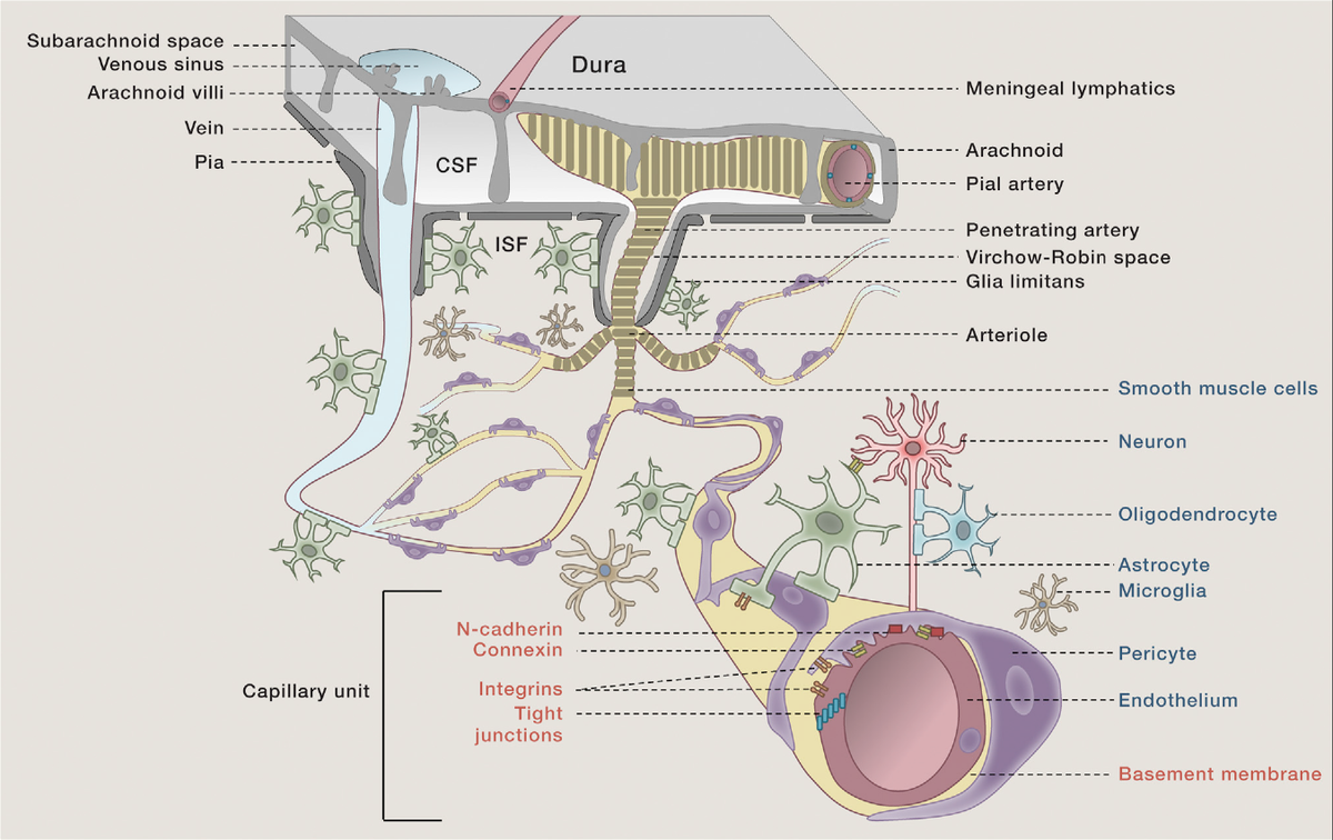 EricTopol's tweet photo. A tour-de-force review on the blood #brain barrier https://t.co/FtGMyjGRex
#Alzheimers @CellCellPress https://t.co/MYnBB7b2xu