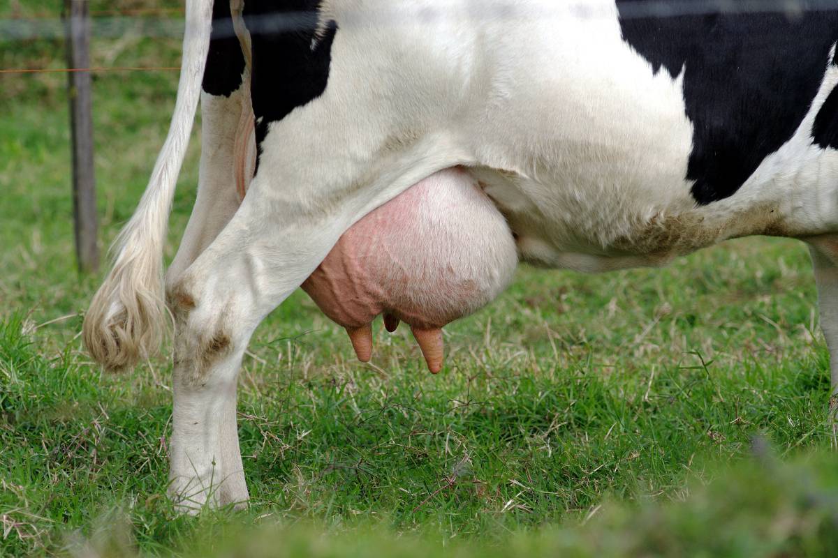 thatsfarming.com tweet media