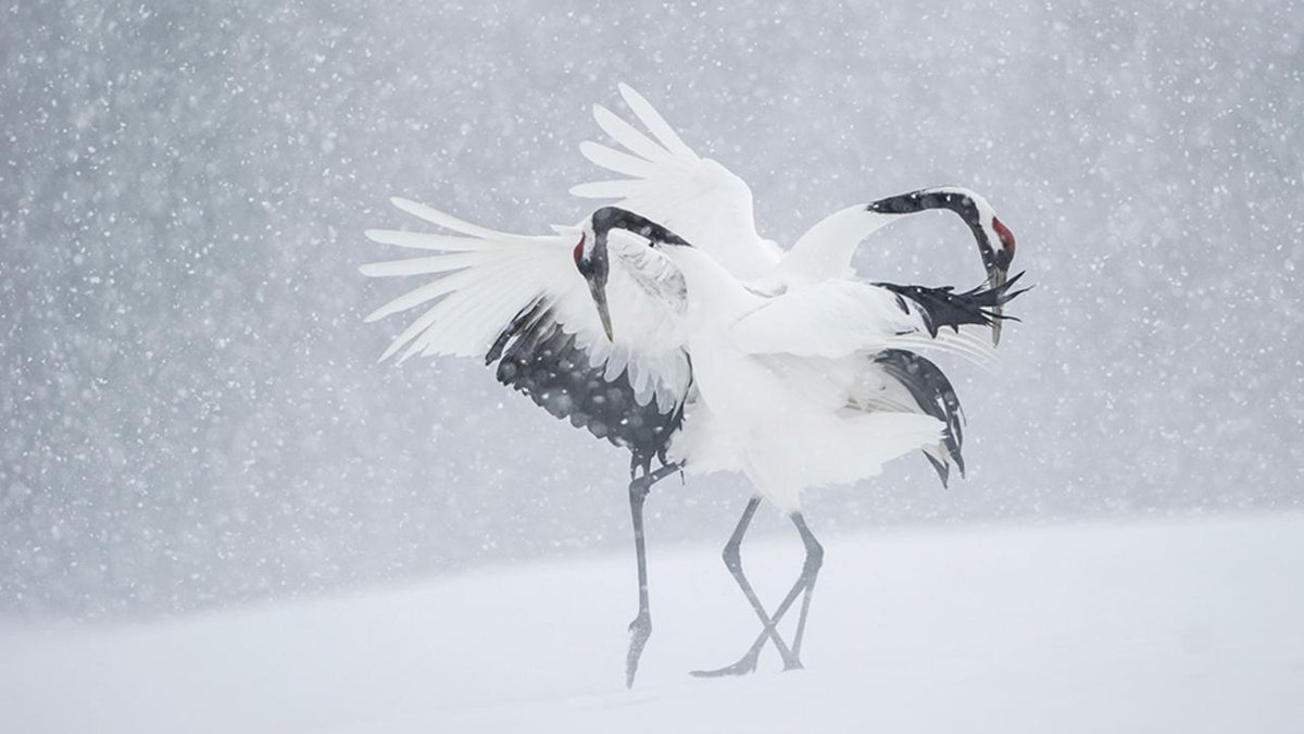 Japan's wild natural world is jaw-droppingly gorgeous. (via <a href="/BBCEarth/">BBC Earth</a>) bbc.in/1MX1G2k