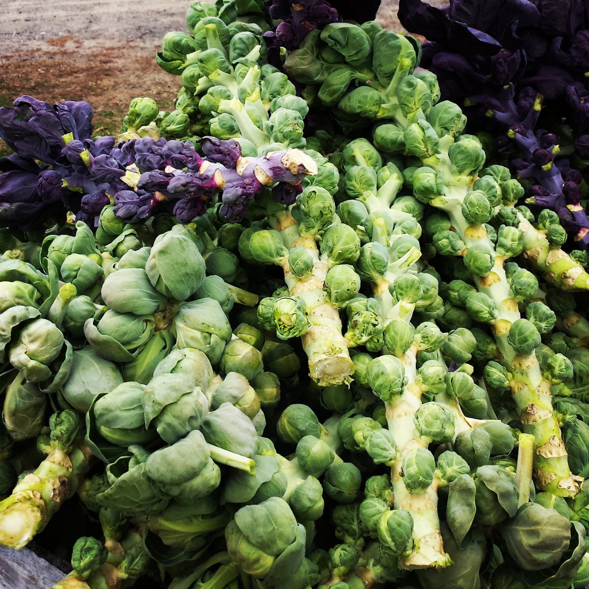 StillLifeFarm's tweet photo. Brussel sprout beauty! 

@stilllifefarm @stillmansfarm @bostonpublicmarket #brusselsprouts https://t.co/BRcB6jjyn4