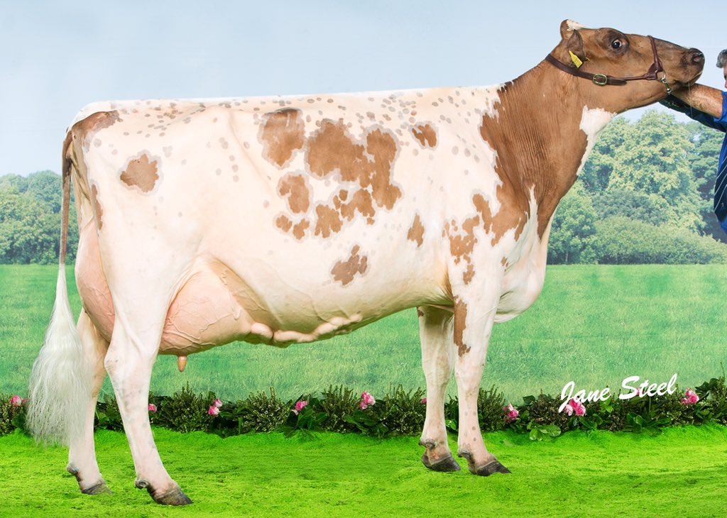 Halmyre Urr Mayflower 240 EX91 stood second mature cow and reserve Ayrshire champion <a href="/AgriScot/">AgriScot</a> . #AgriScot2015
