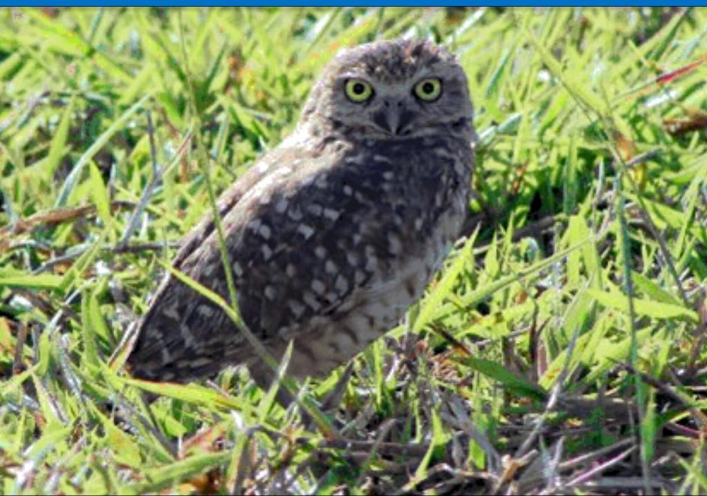 Caimanllanero's tweet photo. Se encontraron un total de 503 especies de plantas, 170 especies de aves y 86 especies de peces https://t.co/g7Am3Kwaz4