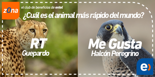 zonaEntel's tweet photo. Si quieres aprender más sobre los animales, te invitamos con toda tu familia al @Buin_Zoo ;) https://t.co/UTuTM4di8f https://t.co/3haNDxaUcm