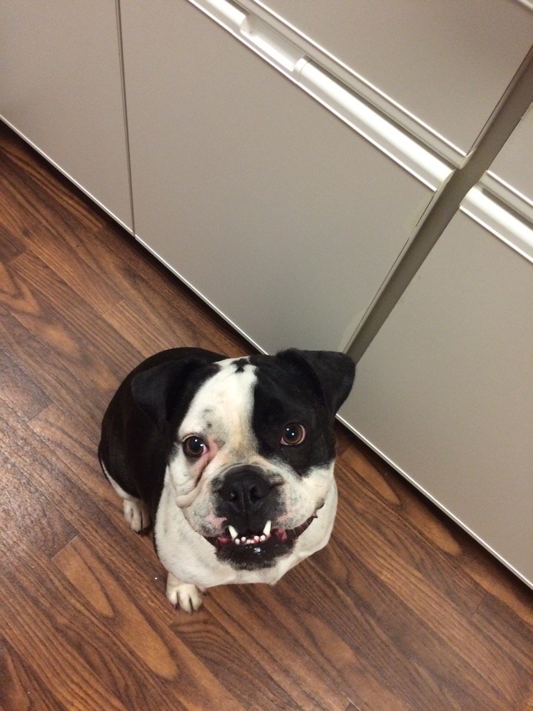 Big Girl says good morning! #bulldog #bostonterrier