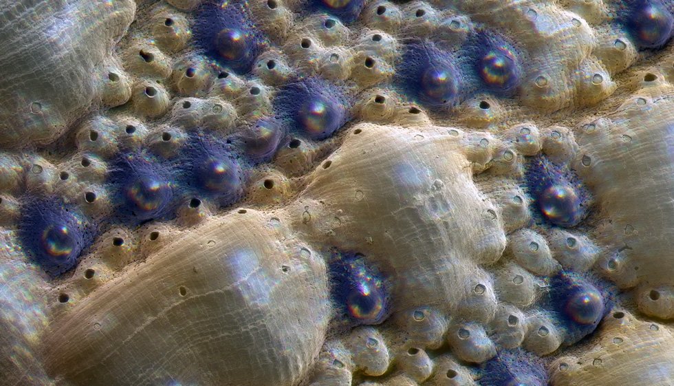 MIT's tweet photo. Researchers in @mit_dmse find tiny sea "chitons" have clear, armor-plated eyes https://t.co/3XaZZCAuev https://t.co/GS0qeThpab