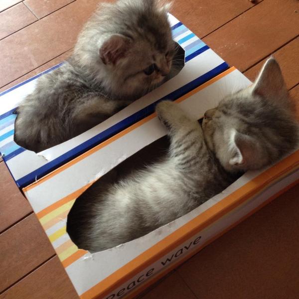 FullCatHouse's tweet photo. We fits! . https://t.co/1OsxeRBY0j