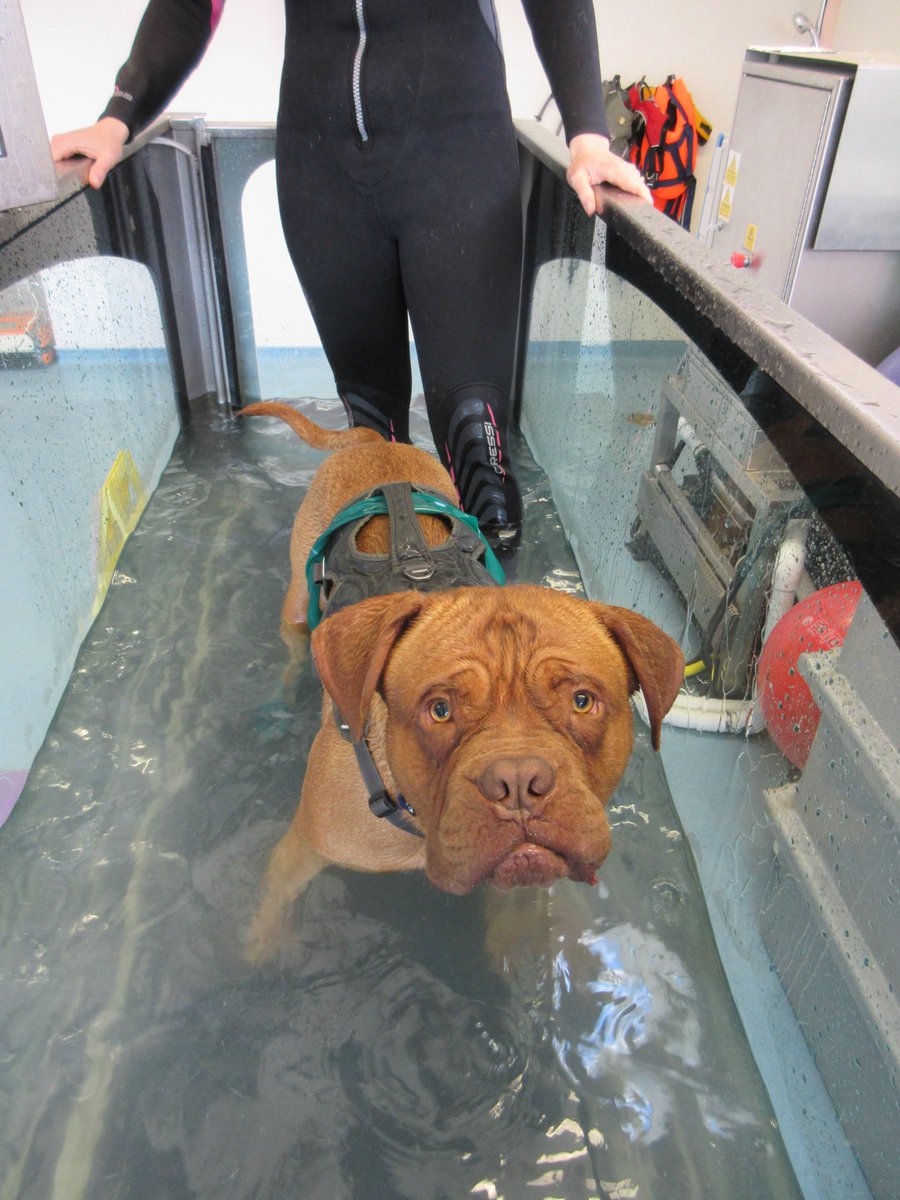 One of our favourites back in the treadmill today.