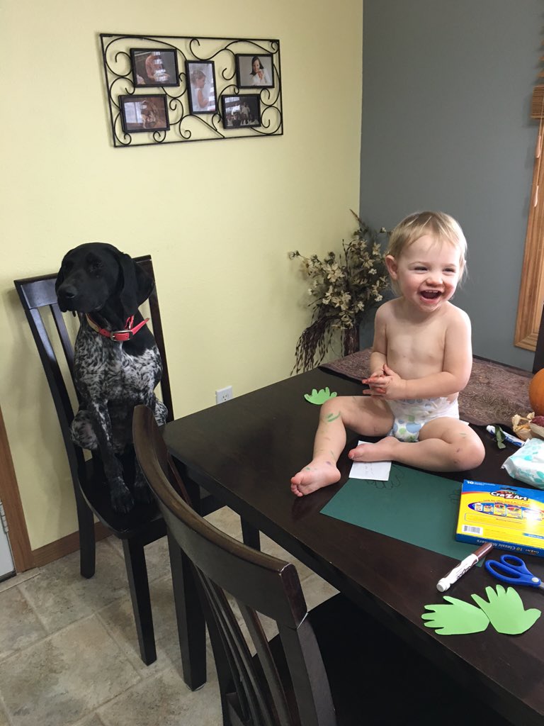 MarzolfXGSP's tweet image. #versatiledog #gsp jovie is a machine in the field but a calm house dog as well! Does your #gsp have an off switch?