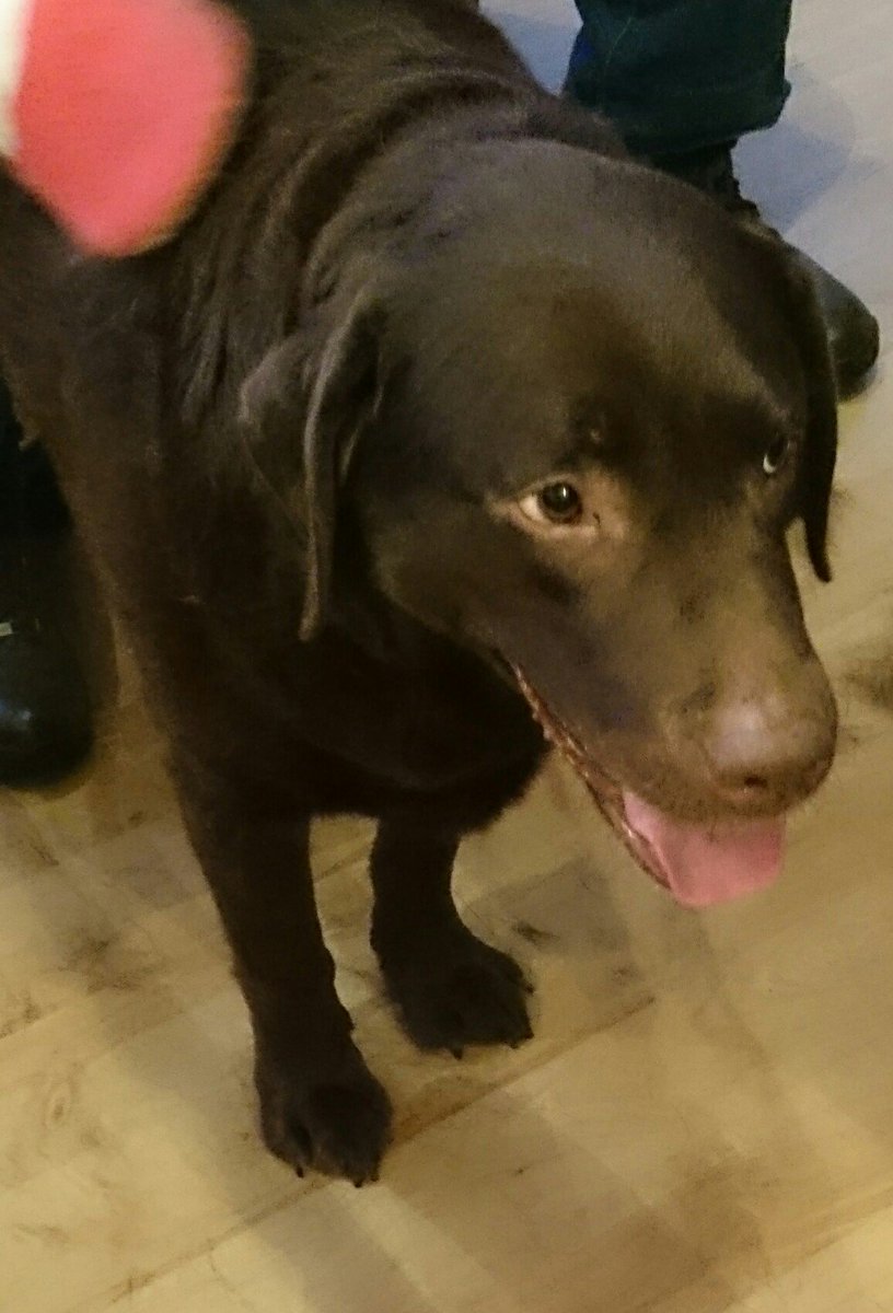 lily_218's tweet photo. Lewis is enjoying his grooming session ☺💗🐶... #leftabitrightabit 😌 https://t.co/nvPNUoi8Da