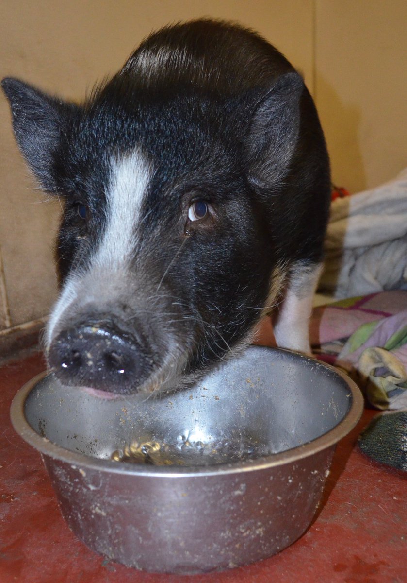 RossMillFarm's tweet photo. The Stinkeye... as demonstrated by Harper.  She is a master.  #stinkeye  #pigs  #lookout https://t.co/oLyBeZGhs0