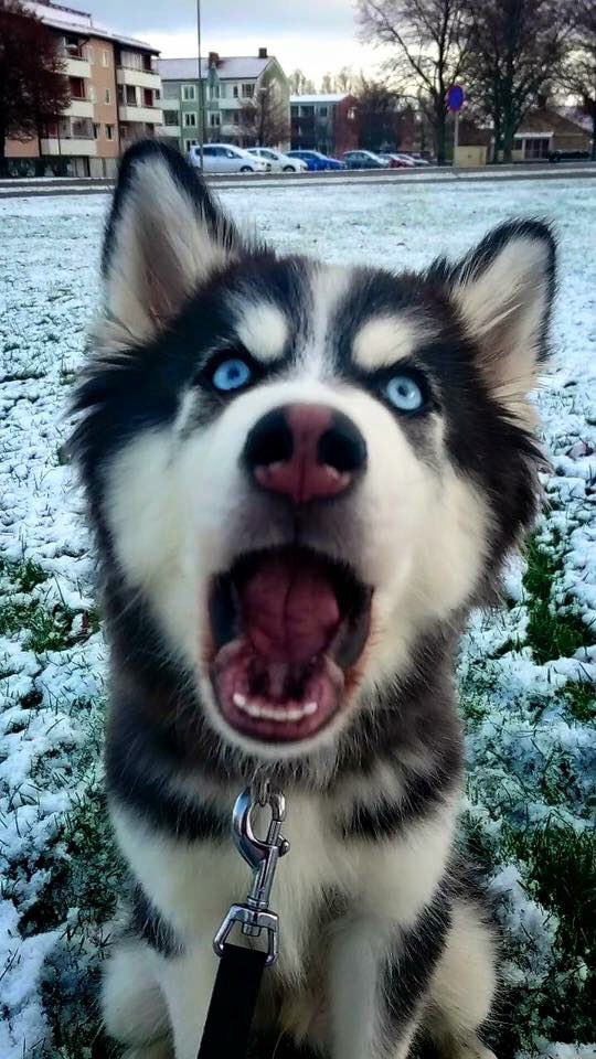 LosAnimaleros's tweet image. -mamá...! Ya no hay croquetas, llámale a los @LosAnimaleros, ellos las traen hasta acá .losanimaleros.wix.com/online