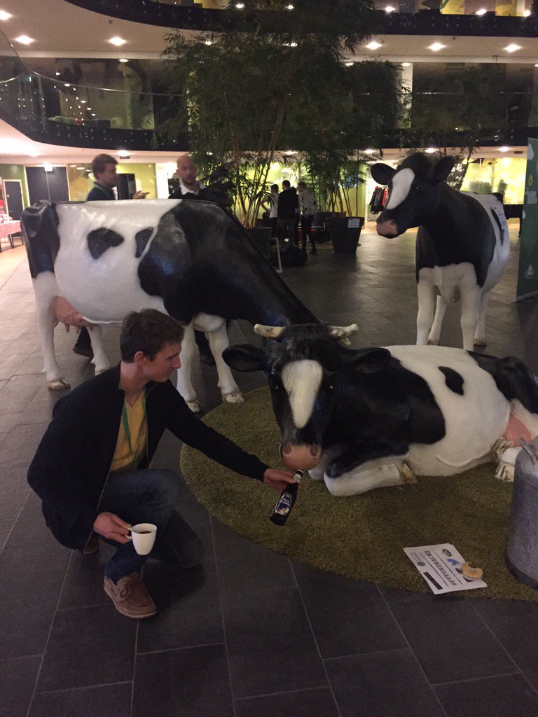 MariaGarde's tweet image. Cows drinking beer at Arla #futurehacks