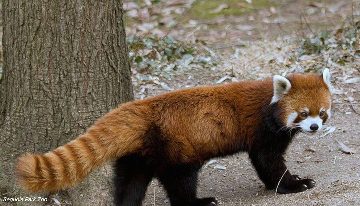BuzzFeedNews's tweet photo. Red Panda Escapes Zoo In Northern California https://t.co/7AzxNwDSBB https://t.co/DfgMwyF85N