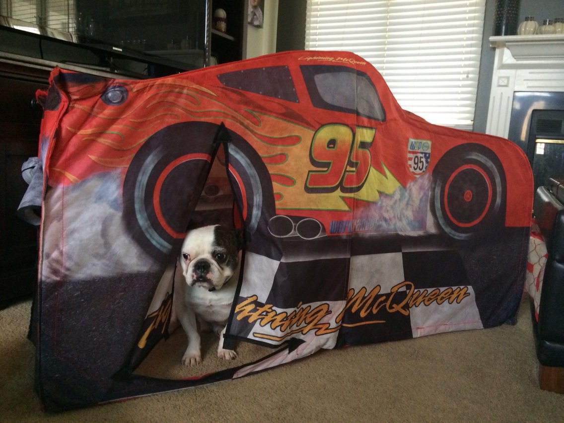 HugotheFrenchie's tweet image. My brother keeps asking me to hang out in the tent with him. Can I come out now?