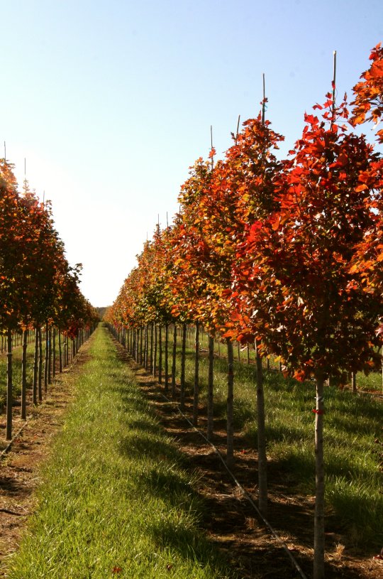 Dftrees's tweet image. Fall is here at #dftrees In the landscaping industry? Come on out and take a tour! #fall #maples