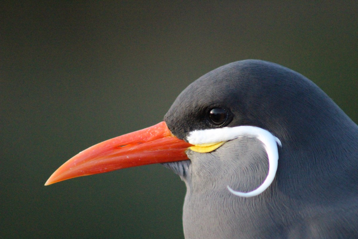 Frommoortosea's tweet photo. #Incaterns @LivingCoasts #animal #photography #zoo https://t.co/RZORaEyDlu