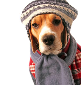 CanopolisMexico's tweet photo. En esta temporada de frío protege a tus mascotas, en #Canopolis tenemos todos los accesorios para este invierno https://t.co/u8JYRtKvaa