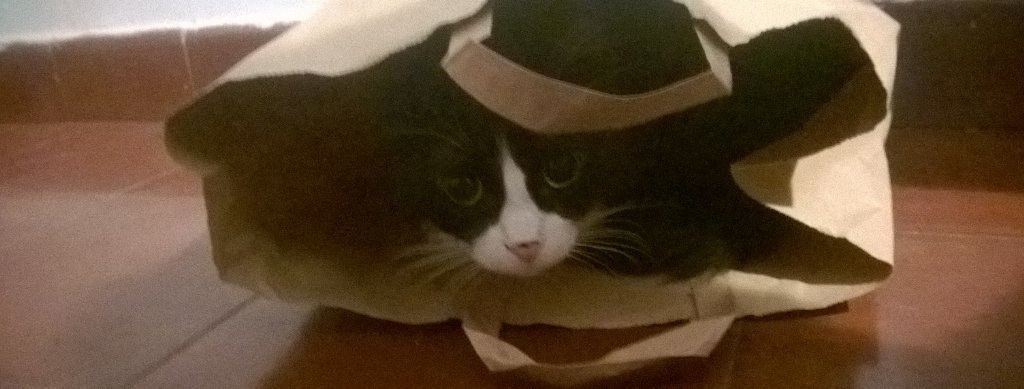 Epsilian's tweet photo. Chacho,chacho,chacho #SimplementeGatos https://t.co/wRbaIWeWXh