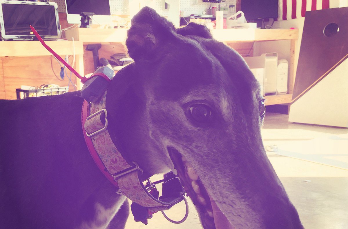 Matt Reed (@mcreed) on Twitter photo Triangulate wandering office dogs with an <a href="/Estimote/">Estimote, Inc.</a> and 3.14 <a href="/Raspberry_Pi/">Raspberry Pi</a> ideas.redpepper.land/has-anyone-see… #sniffur Triangulate wandering office dogs with an <a href="/Estimote/">Estimote, Inc.</a> and 3.14 <a href="/Raspberry_Pi/">Raspberry Pi</a> ideas.redpepper.land/has-anyone-see… #sniffur