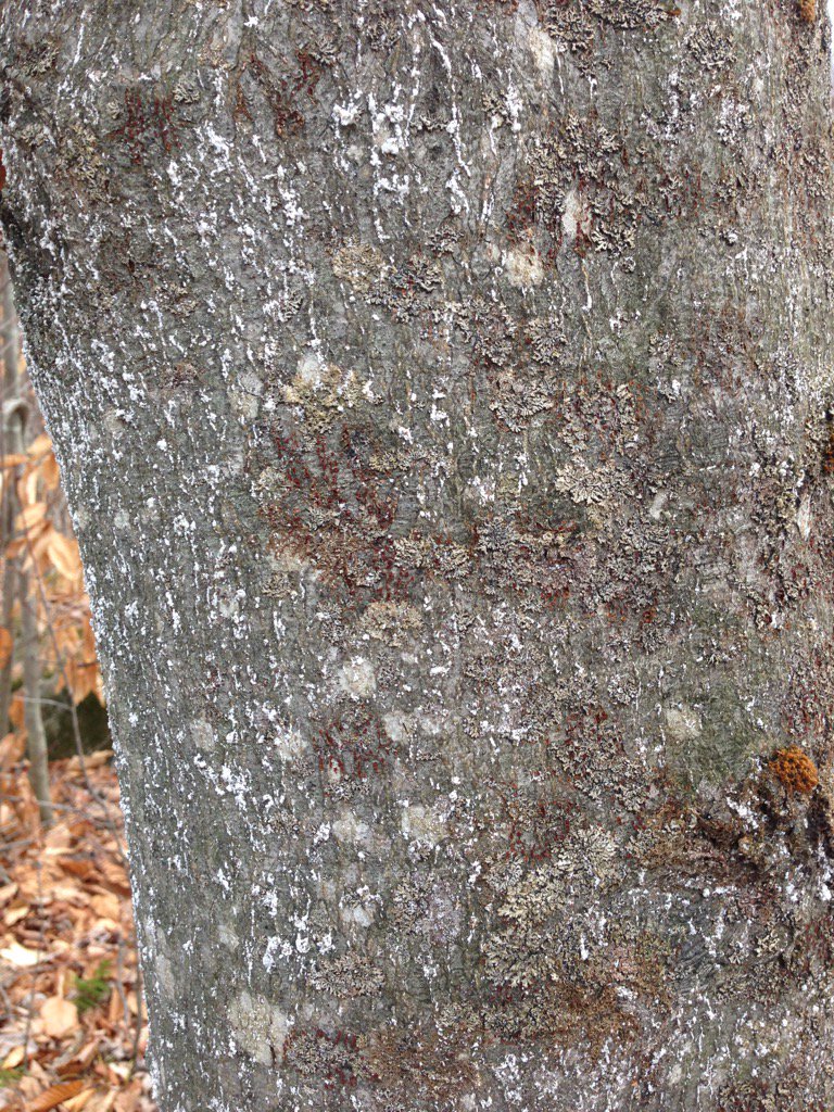 MertinsMd's tweet photo. Beech bark disease is in #NorthFrontenac. Don't move firewood! Buy @OntarioWood https://t.co/MXLVnbtbpU