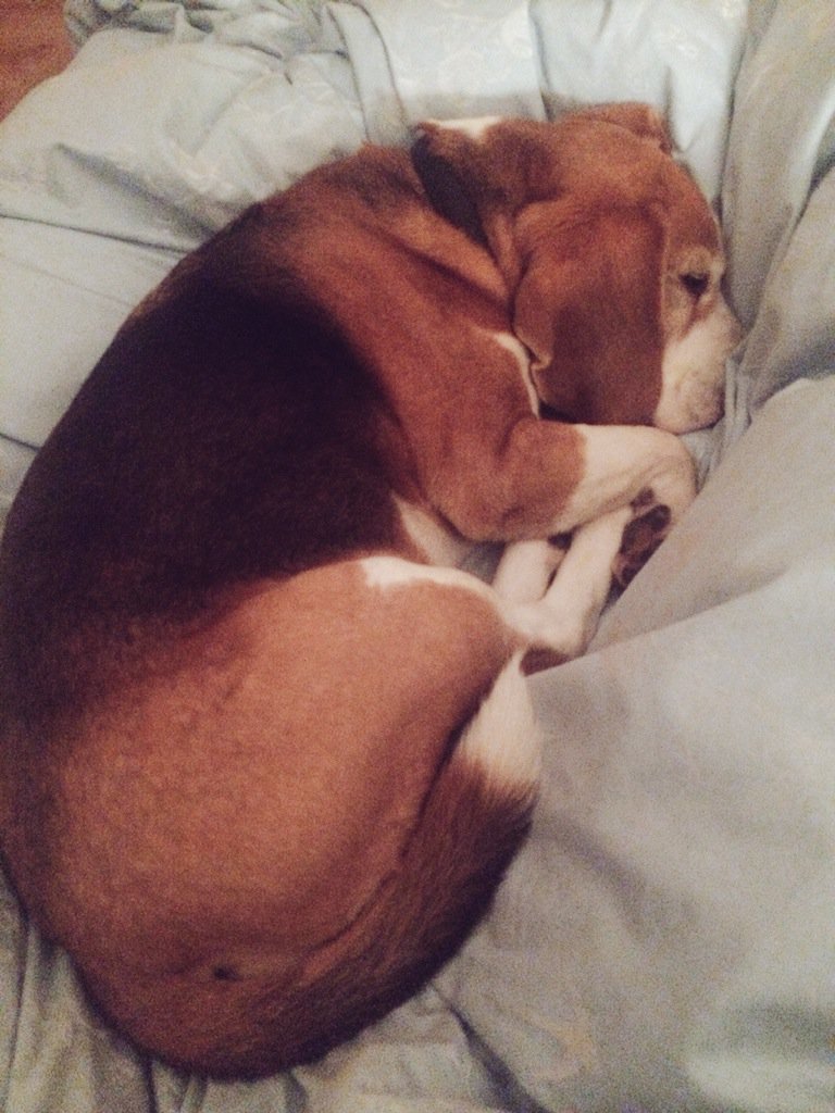 Han_mat's tweet photo. Family meal followed by pictionary and a sleepover with this one #snoringalready #fridaysupnorth https://t.co/vbQKitpmSm