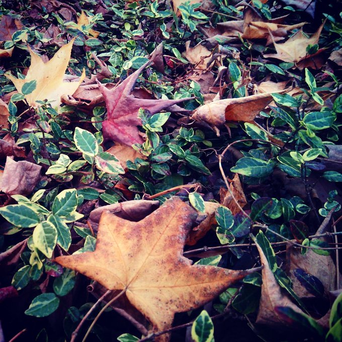 恐竜の足跡のtwitterイラスト検索結果 古い順