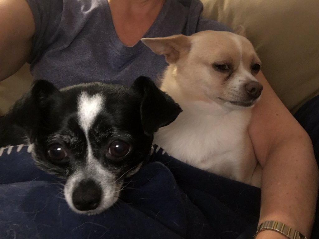 cheryl303's tweet photo. Guess it's cuddle time #microdogs #babyitscoldoutside https://t.co/m2lZ61VLkY