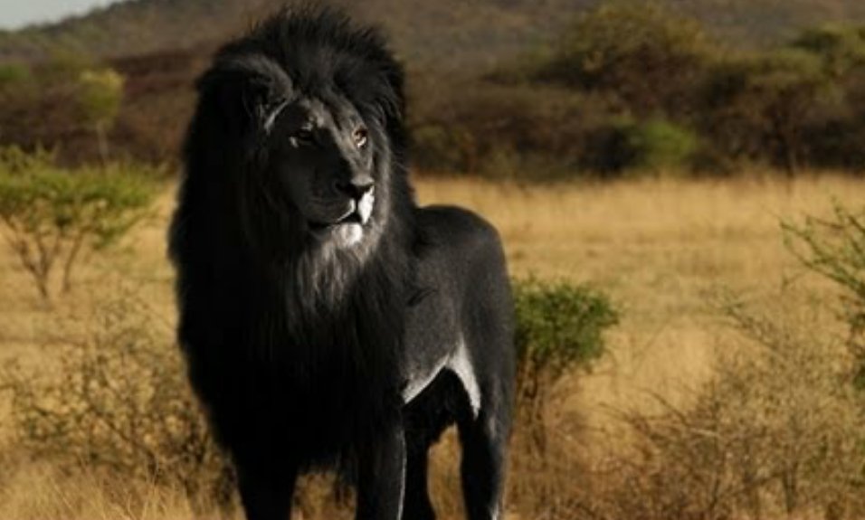 GrahamBaitson's tweet photo. "Be yourself. everyone else is taken" #OscarWild #TransformYourFear #ExpressYourself #BeBold #CelebrateWhoYouAre https://t.co/bjurY96znM