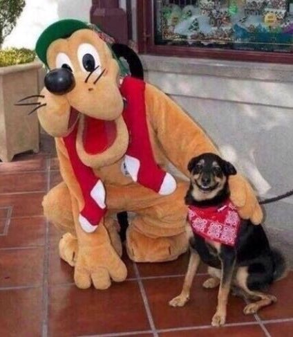 dog_rates's tweet photo. This is Filup. He is overcome with joy after finally meeting his father. 10/10 https://t.co/TBmDJXJB75
