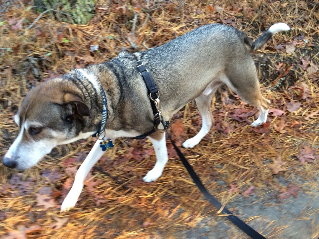 Fogothedog's tweet photo. Happy #FogoFriday! https://t.co/MTSYayOaEF